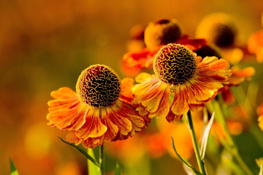 679039 (a): :2400x1600